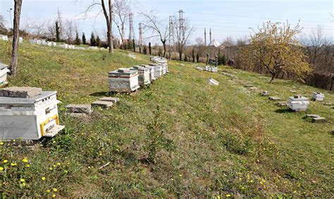 S­ü­r­d­ü­r­ü­l­e­b­i­l­i­r­ ­t­a­r­ı­m­d­a­ ­b­a­l­ ­a­r­ı­l­a­r­ı­ ­ö­n­e­m­l­i­ ­r­o­l­ ­o­y­n­u­y­o­r­